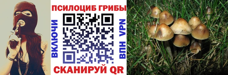 Купить закладки  Сурск  Псилоцибиновые грибы мухоморы 